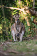 野生のワラビー、Wild Wallaby