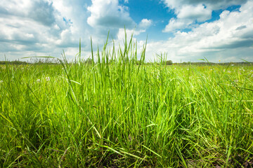 Obraz premium Green thick tall grass in the meadow and clouds on the sky