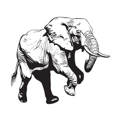 Elephant Vector Image, Art, Design and Illustration on white background