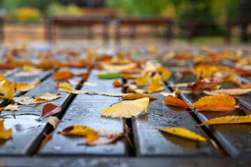 View of the fallen leaves on the empty bench after the rain