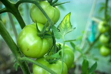 A bunch of unripe green tomatoes