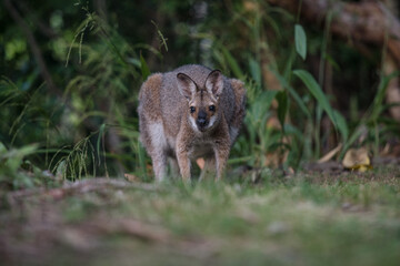 野生のワラビー、Wild Wallaby
