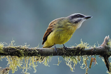 Golden-crowned flycatcher Myiodynastes chrysocephalus Ecuador