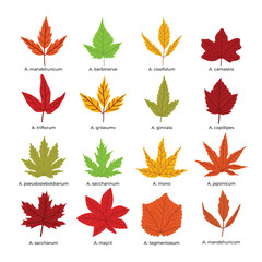 Set of different types of acer leaves set collection, Autumn colorful fallen leaves isolated on white background, Fall season,Maple Leaf in Autumn isolated on white background, vector illustration.