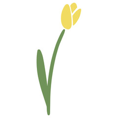 Obraz premium yellow tulip flower