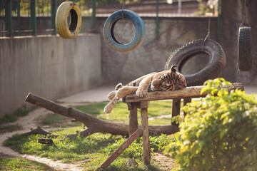 A tiger lying down in zoo. Tiger lying down on a wooden resting place . A tiger at the zoo in the...
