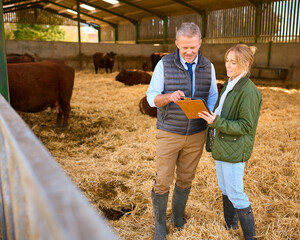 Mature Male Farm Manager With Female Worker Standing Inside Cattle Barn Looking At Digital Tablet