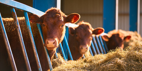 Close Up Of Cattle In Barn Eating Hay At Feeding Time On UK Farm