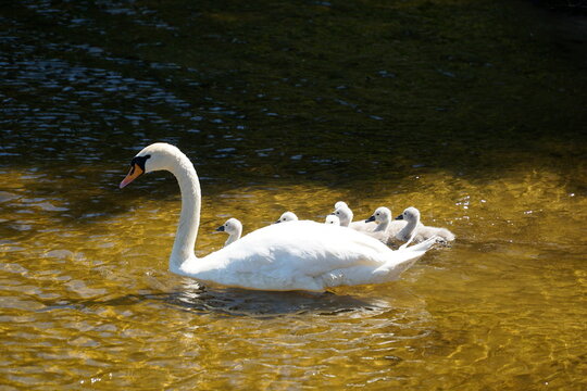 White swans family - mother and children - swimming on water - Powered by Adobe