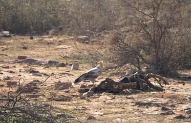 Adult Egyptian Vulture feeding on a animal carcass in a semi arid forest of Madhya Pradesh India
