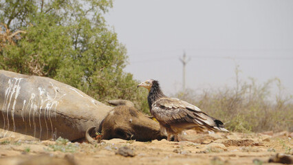 Close shot of young Juvenile Egyptian Vulture feeding on a buffalo carcass in a semi arid forest of Madhya Pradesh India