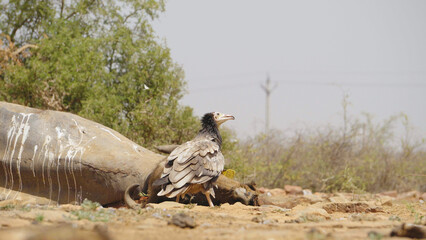 Close shot of young Juvenile Egyptian Vulture feeding on a buffalo carcass in a semi arid forest of Madhya Pradesh India