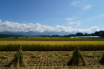 Fototapeta premium 秋の青空のもと黄金色の稲田はお米が実る