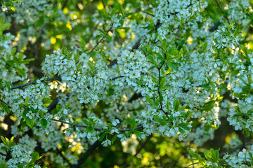 Blackthorn (Prunus spinosa) thornbush. Plot of forest-steppe, blooming wild fruit trees. Type of biocenosis close to natural, primal steppe. Rostov region, Russia