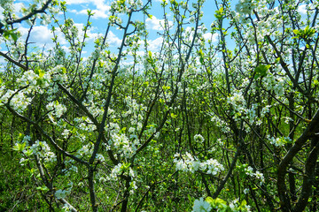 Steppe wild frutescent cherry (Prunus chamaecerasus, Cerasus fruticosa). Plot of forest-steppe,...