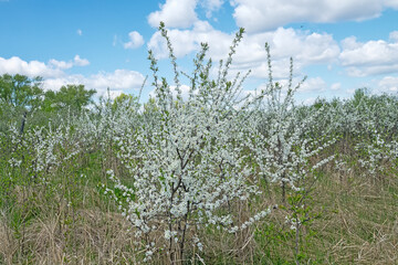 Blackthorn (Prunus spinosa) thornbush. Plot of forest-steppe, blooming wild fruit trees. Type of...