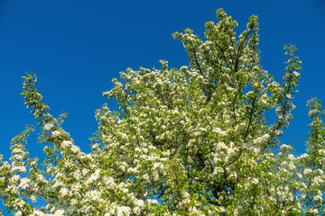 Wild pear Pyrus communis) friendly flowering in the forest-steppe, crab stock for steppe afforestation, fields protective and roadside plantings, ancestral plant. Floodplain of the Don River. Russia