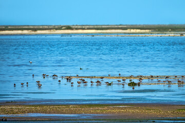 Azov sea lagoons at water runoff in the hot summer period at noon. There is a hot haze over the...
