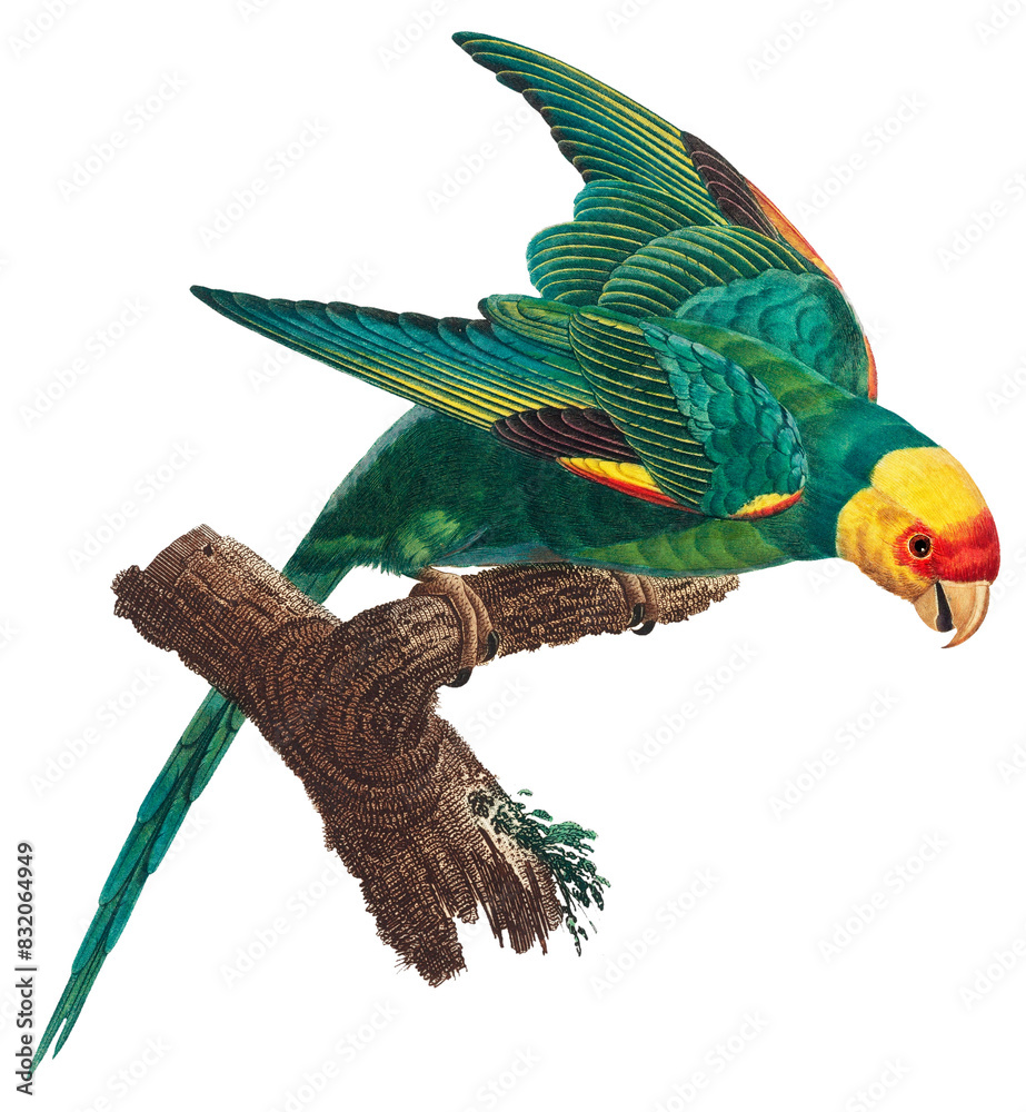 Sticker Yellow-crowned parakeet png image