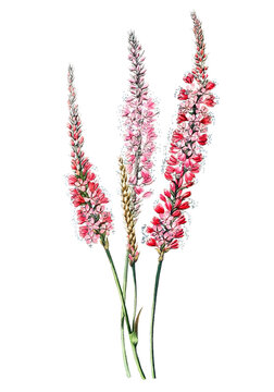 Red polygonum flower png vintage botanical illustration