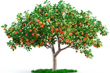 A tree of ripe apples branch isolated on white plane background