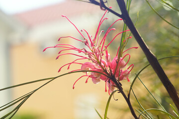 Close-up of Grevillea johnsonii during flowering. Unusual spider flower inflorescence - Australian nature.