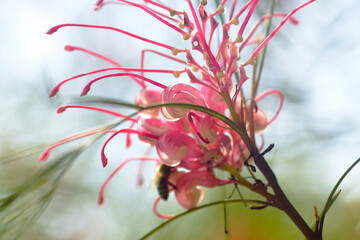 Unusual inflorescence of grevillea johnsonii with a bee. Exotic plants from Australia - spider flower during flowering close-up.