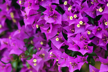 Ornamental vine during flowering - purple flowers of climbing bougainvillea. Colors of summer in...