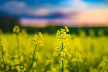 Rapeseed field, Blooming canola flowers close up. Rape on the field in summer. Bright Yellow rapeseed oil. Flowering rapeseed
