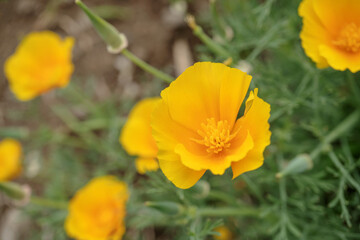 Naklejka premium オレンジ色の花菱草(Eschscholzia californica)をクローズアップ【カリフォルニアポピー】ケシ科