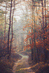 Foggy and dreamy winter forest with foot path at sunset time. Illak forest, near Pannonhalma in Hungary