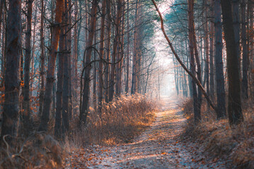 Foggy and dreamy winter forest with foot path in the morning. Illak forest, near Pannonhalma in Hungary