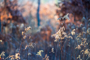 Beautiful bright dry flowers of meadow flowers in beautiful backlight and winter forest. Brown plants in the fortest, winter background