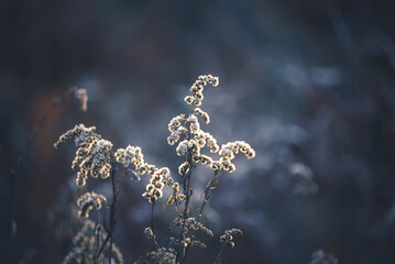 Beautiful bright dry flowers of meadow flowers in beautiful backlight and winter forest. Brown plants in the fortest, winter background