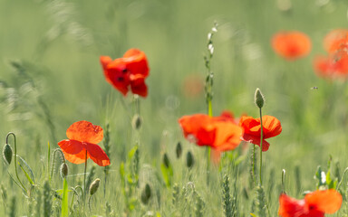 Obraz premium Klatschmohn (Papaver rhoeas)