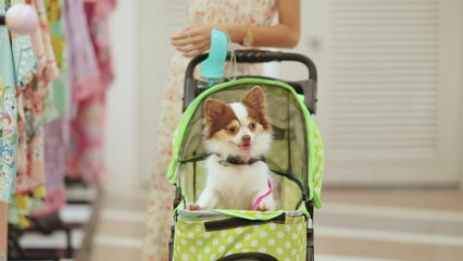 Happy Asian woman pushing chihuahua dog in pet stroller walking in pets friendly shopping mall. Domestic dog and human owner dog moms enjoy outdoor lifestyle travel city on summer holiday vacation.