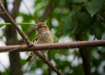 Baby bird sparrow on a branch