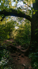 pathway in the woods under a broken tree