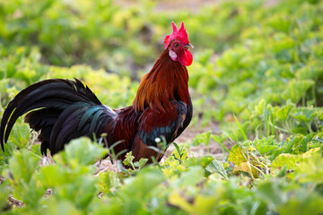 Brightly colored male jungle fowl in an orchard.