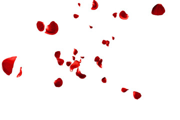 Red roses petals flying romantic overlay background