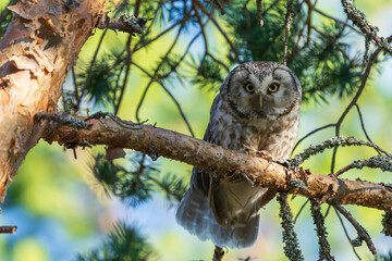 Boreal owl (Aegolius funereus)