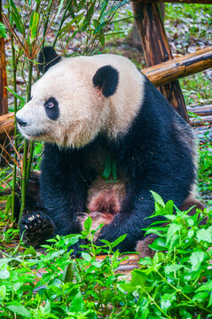 Panda Bear, Chengdu, Sichuan, China