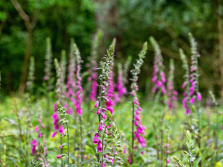 foxglove flowers int eh woods cornwall uk 