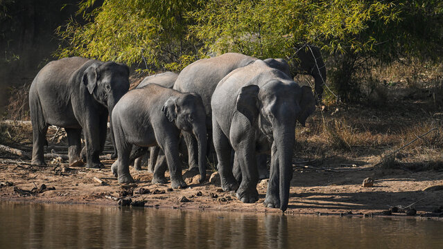 Asian elephants, India