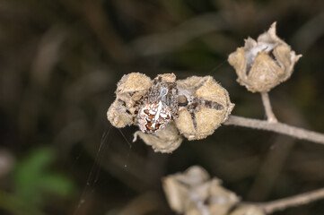 Common crossweed or Araneus diadematus sits on a spider's web. Macro photo of a spider.