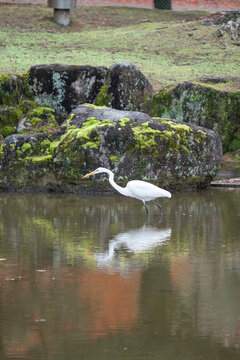 A white bird stands firmly on the surface of a body of water in Nara, Honshu, Japan