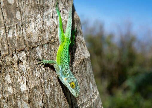 Antiguan Anole Lizard (Anolis Leachii), Bermuda, North Atlantic