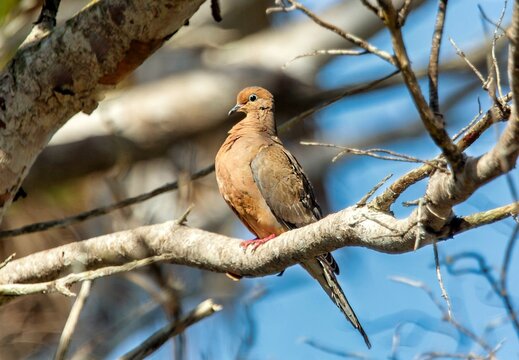 Mourning Dove (Zenaida macroura),a member of the dove family, Columbidae, named after its mournful call, Bermuda, North Atlantic
