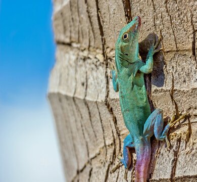 Jamaican Anole Lizard (Anolis Grahami) introduced to Bermuda in 1905 to eat fruit flies, Bermuda, North Atlantic