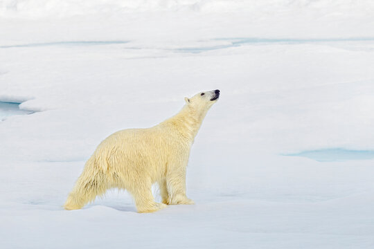 Reaching out, Polar bear on the Arctic ice shelf, Svalbard and Jan Mayen, Norway